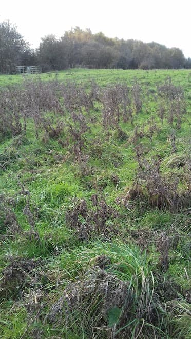 Mayfield Public Open Space york - image 2