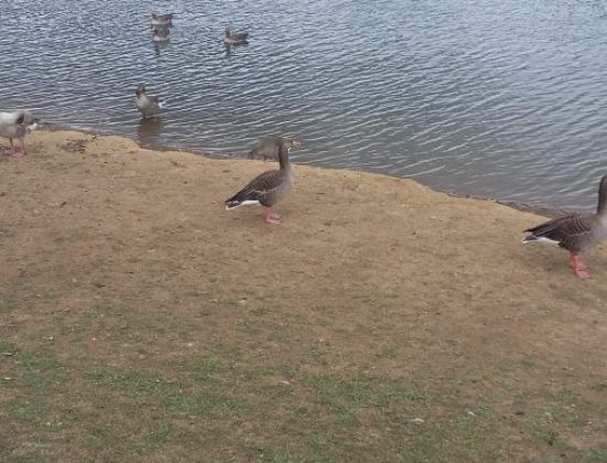 Haysden Country Park