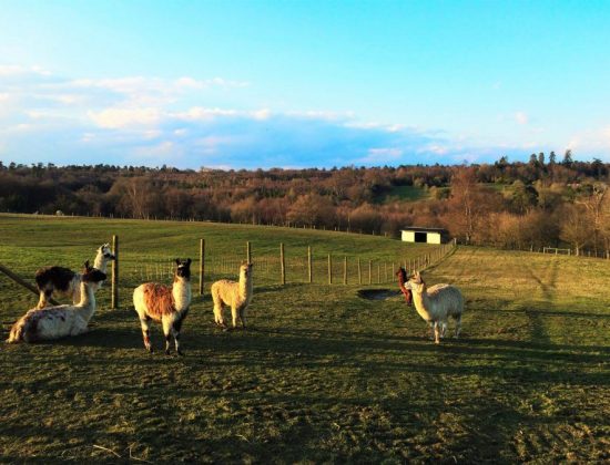 The Llama Park