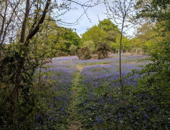 Ditchling Common Car Park