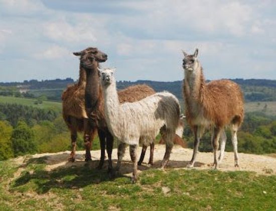 The Llama Park