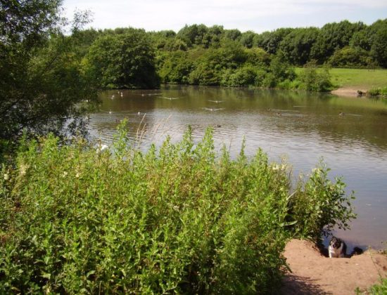 Bestwood Country Park – Mill Lakes