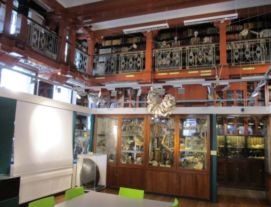 Grant Museum of Zoology