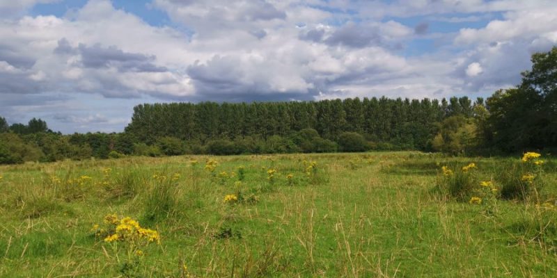 Lagan Meadows