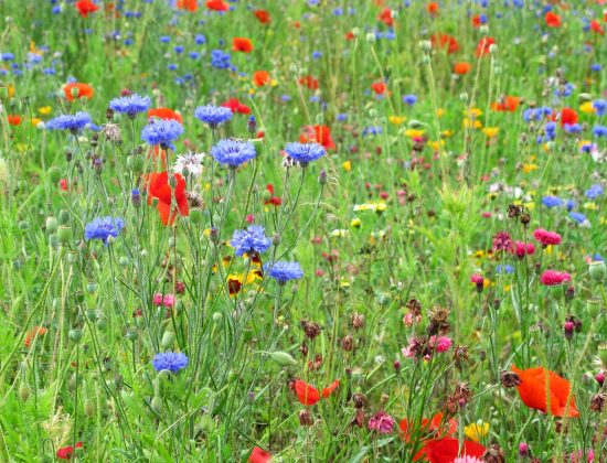 Wildflower Meadow, Preston Park