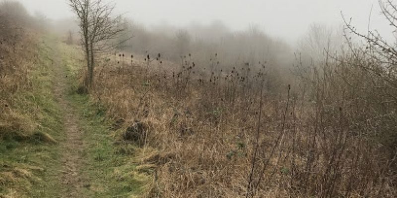 Sheepcote Valley Pond