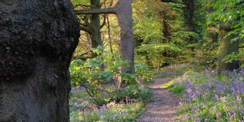 Site of the Annual Roundhay Park Bonfire