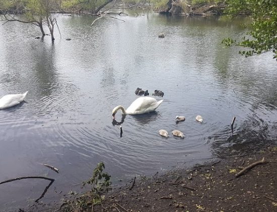 Lochend Park