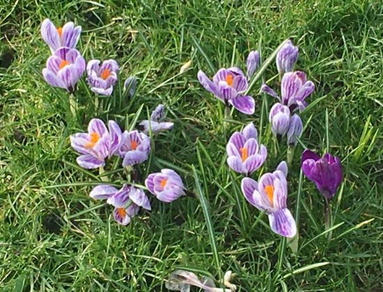 Leith Links