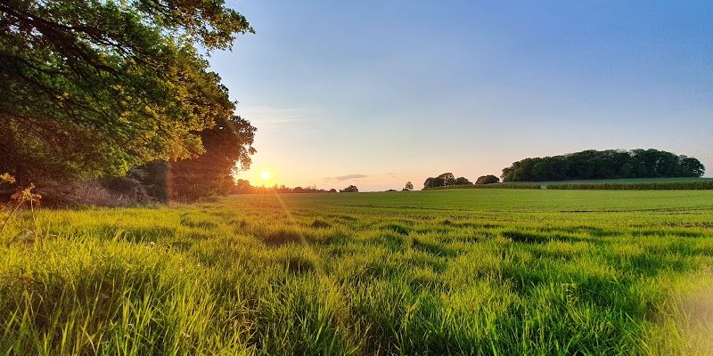 Windsor Great Park