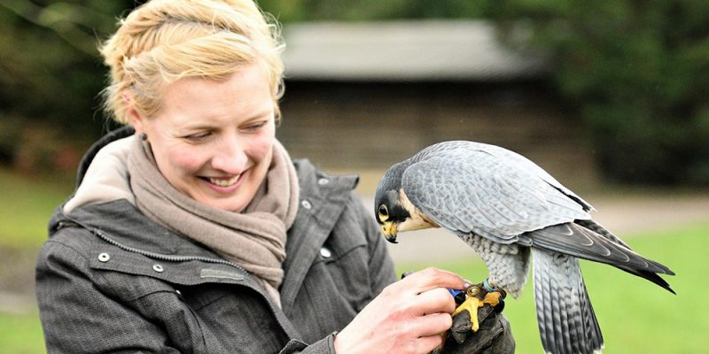 Feathers and Fur Falconry Centre