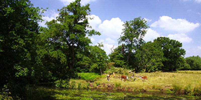 Blackwater River, Shepherd Meadows