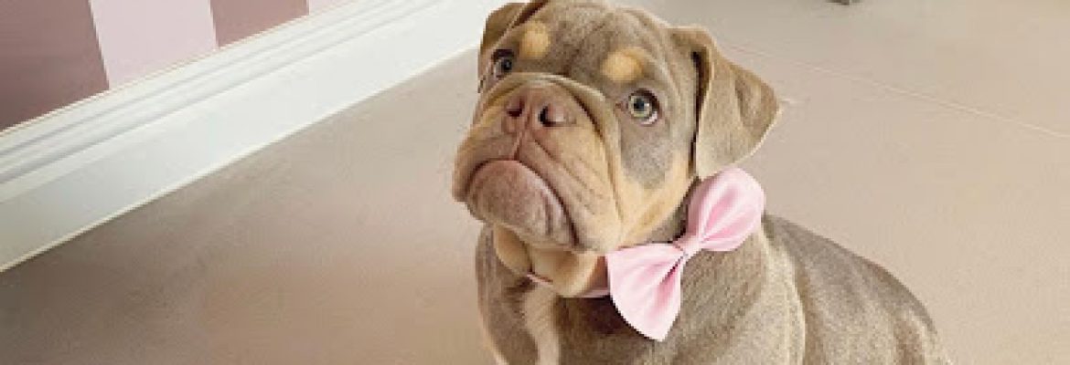 Pretty Pawfect Dog grooming and Spa – sunderland