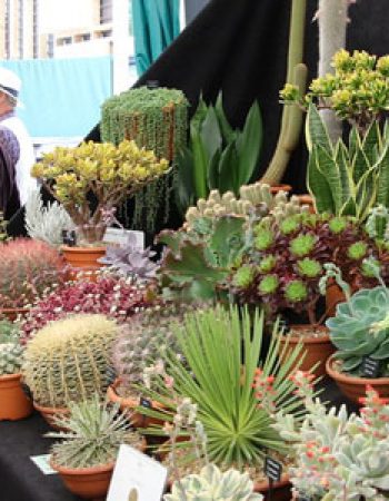 Ottershaw Cacti