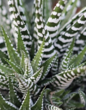 Ottershaw Cacti