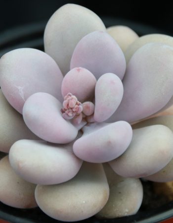 Ottershaw Cacti