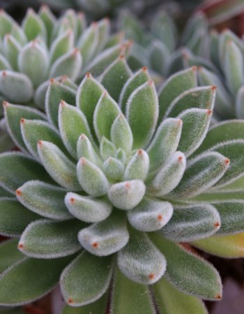 Ottershaw Cacti