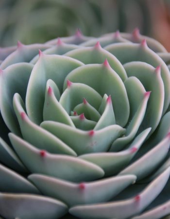 Ottershaw Cacti