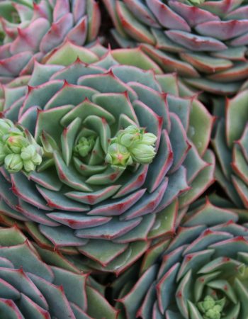 Ottershaw Cacti