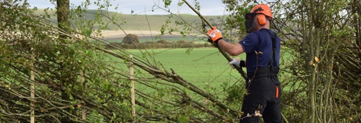 SG Tree Services