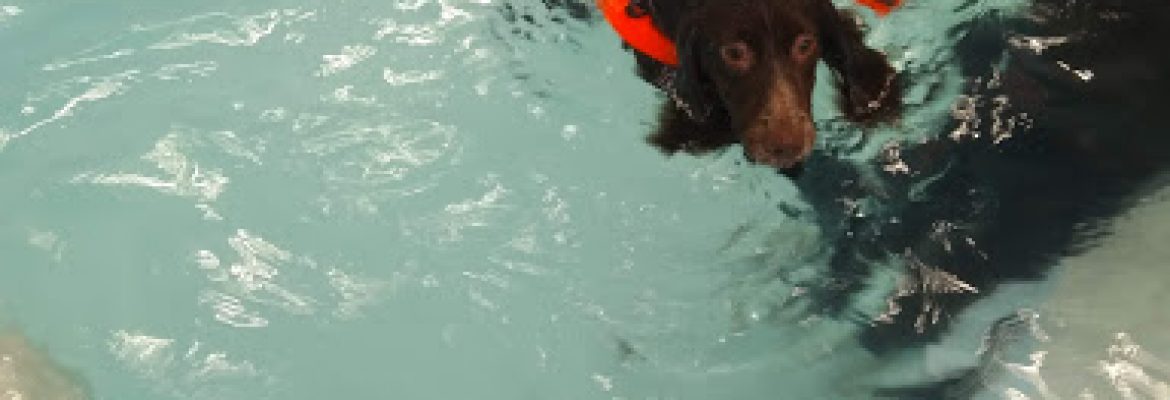 K9 Spa Hydrotherapy Centre – Stoke-on-Trent