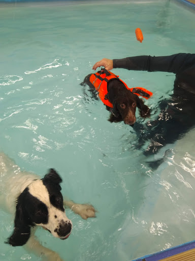 K9 Spa Hydrotherapy Centre – Stoke-on-Trent – Just Visits