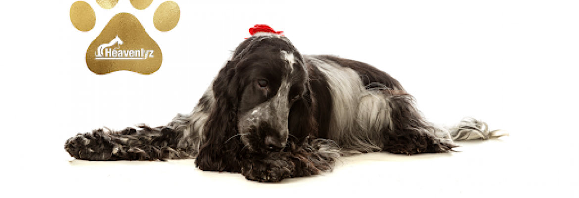 Heavenlyz Dog Grooming Spa Derby – Derby