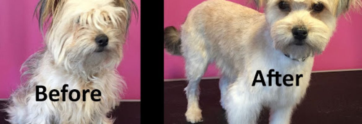 Bark ‘n’ Bubbles Professional Dog Grooming and Spa – Gloucester