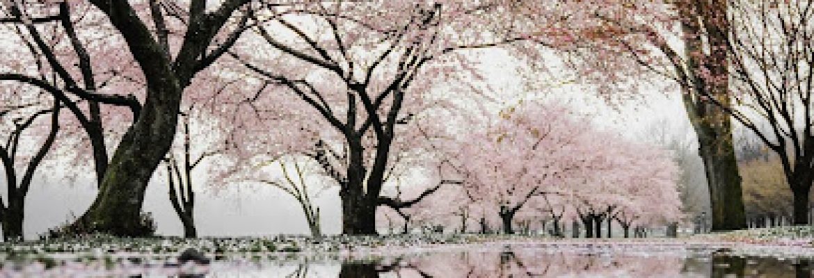 Cherry Blossom Wellbeing – Derby