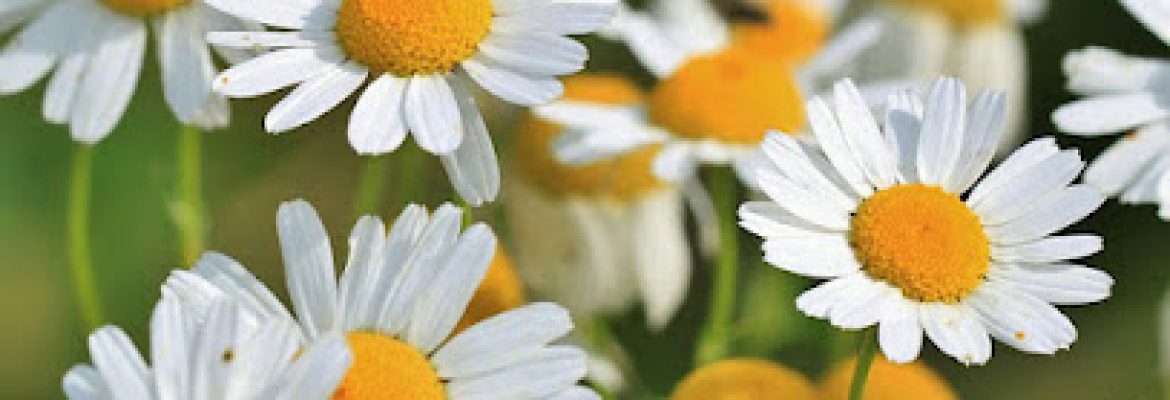 Camomile Island – Luton