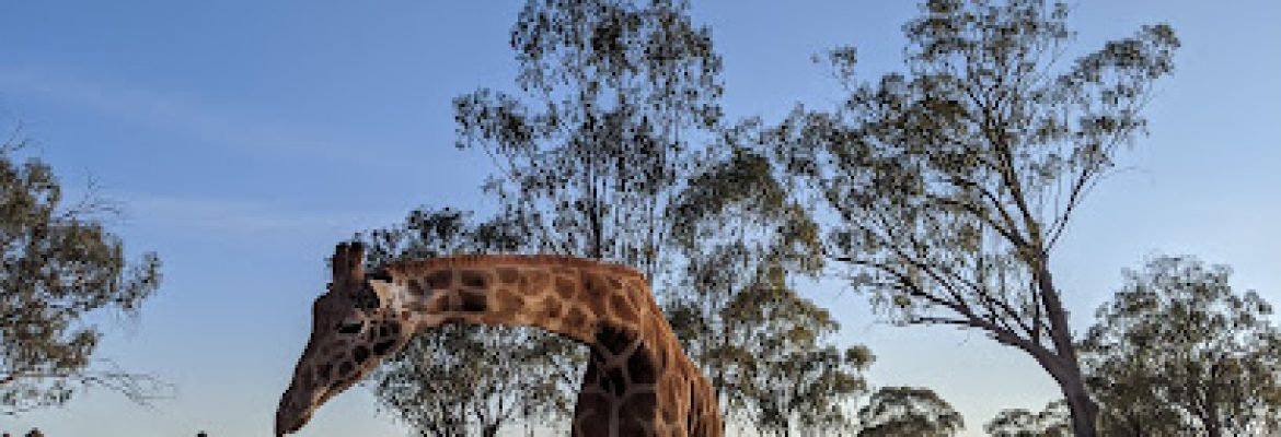 Savannah Cabins, Taronga Western Plains Zoo – Dubbo