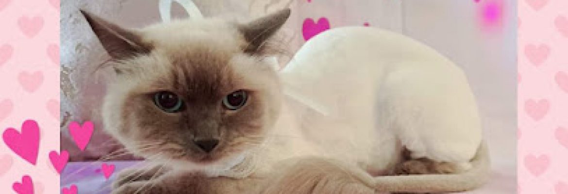 Catwalk feline day spa – Hervey Bay