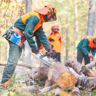 Stavanger TreService – Trefelling Og Trepleie Ekspert