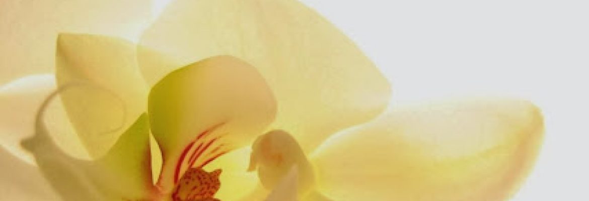 Orchid Day Spa & Beauty Therapy – melbourne