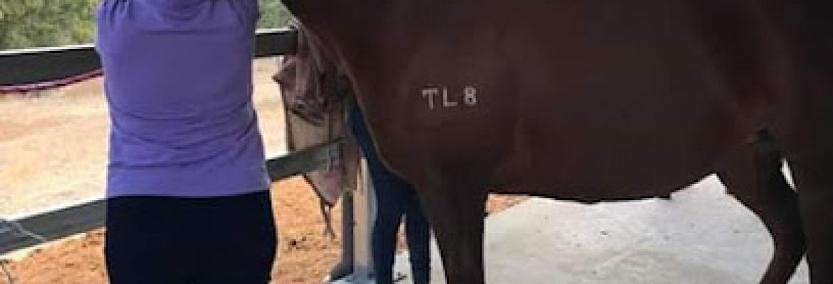 Equine Therapies WA – geraldton