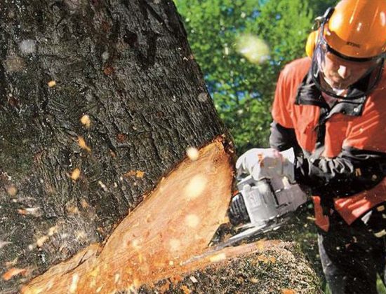 Rotherham Tree Services