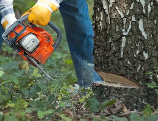 Rotherham Tree Services