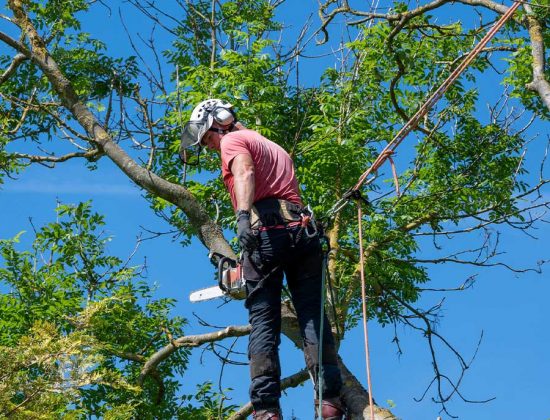 Rotherham Tree Services