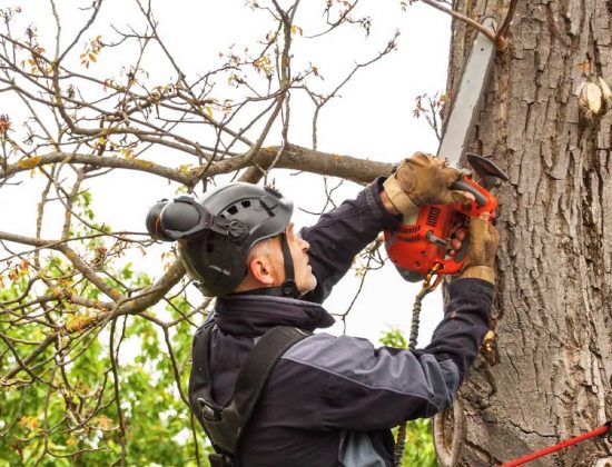 Rotherham Tree Pruning