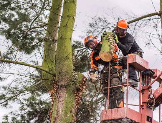 Coventry Tree Services