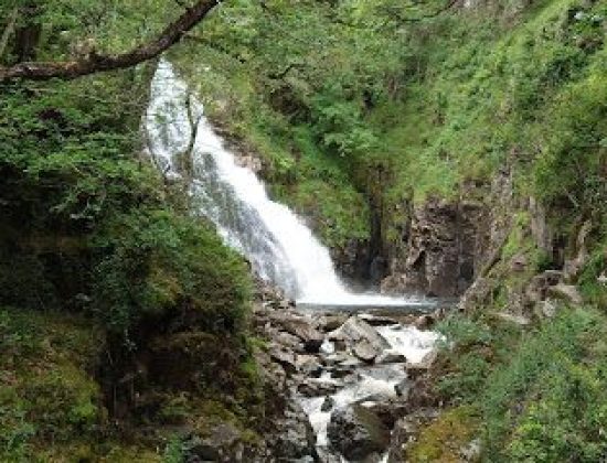 Coed y Brenin Forest Park