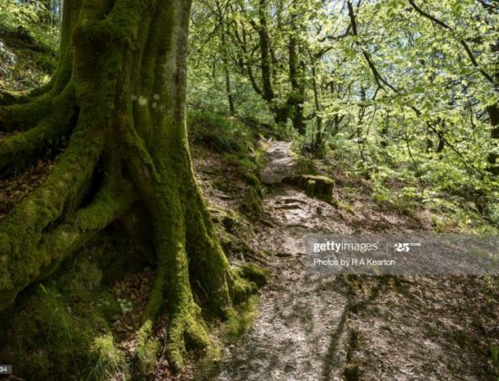 Coedydd Maentwrog National Nature Reserve